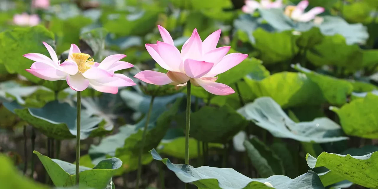 🌟 The Real and the False: repentance rebirth human completion truth | Master Woo Myung | Santa Clara Meditation