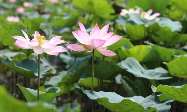 🌟 The Real and the False: repentance rebirth human completion truth | Master Woo Myung | Santa Clara Meditation