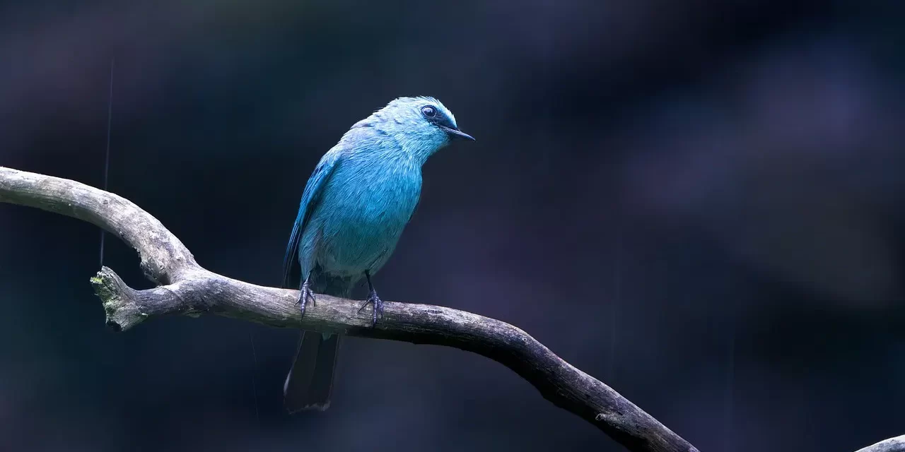 🌟 Where You Become True Is The Place Of Truth, Words of Truth – Preface : True False Human Completion Truth Place | Master Woo Myung | Santa Clara Meditation