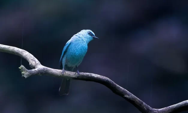 🌟 Where You Become True Is The Place Of Truth, Words of Truth – Preface : True False Human Completion Truth Place | Master Woo Myung | Santa Clara Meditation