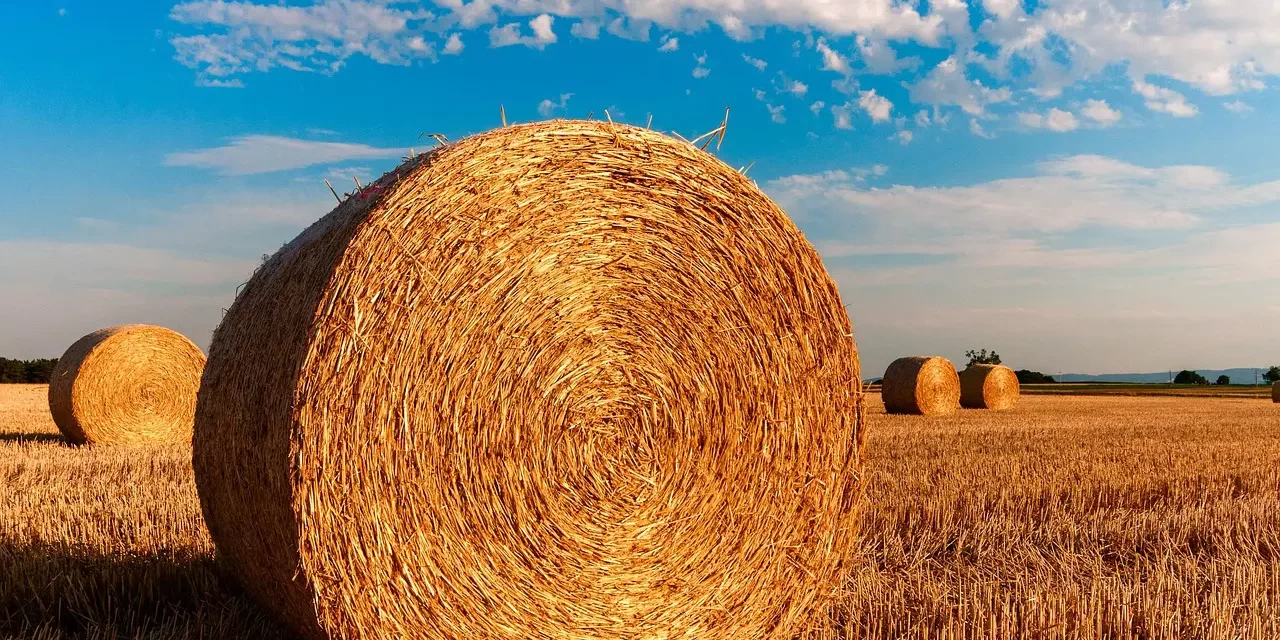 🌟 The Reason Why People Could Not Become Complete and True Until Now Is Because the Method Did Not Exist: human completion truth wisdom | Master Woo Myung | Santa Clara Meditation