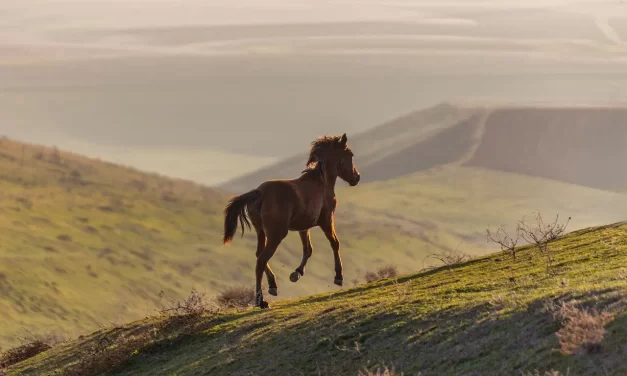 🌌 How to Get to the True World : True World Land of Truth Method | Master Woo Myung | Santa Clara Meditation