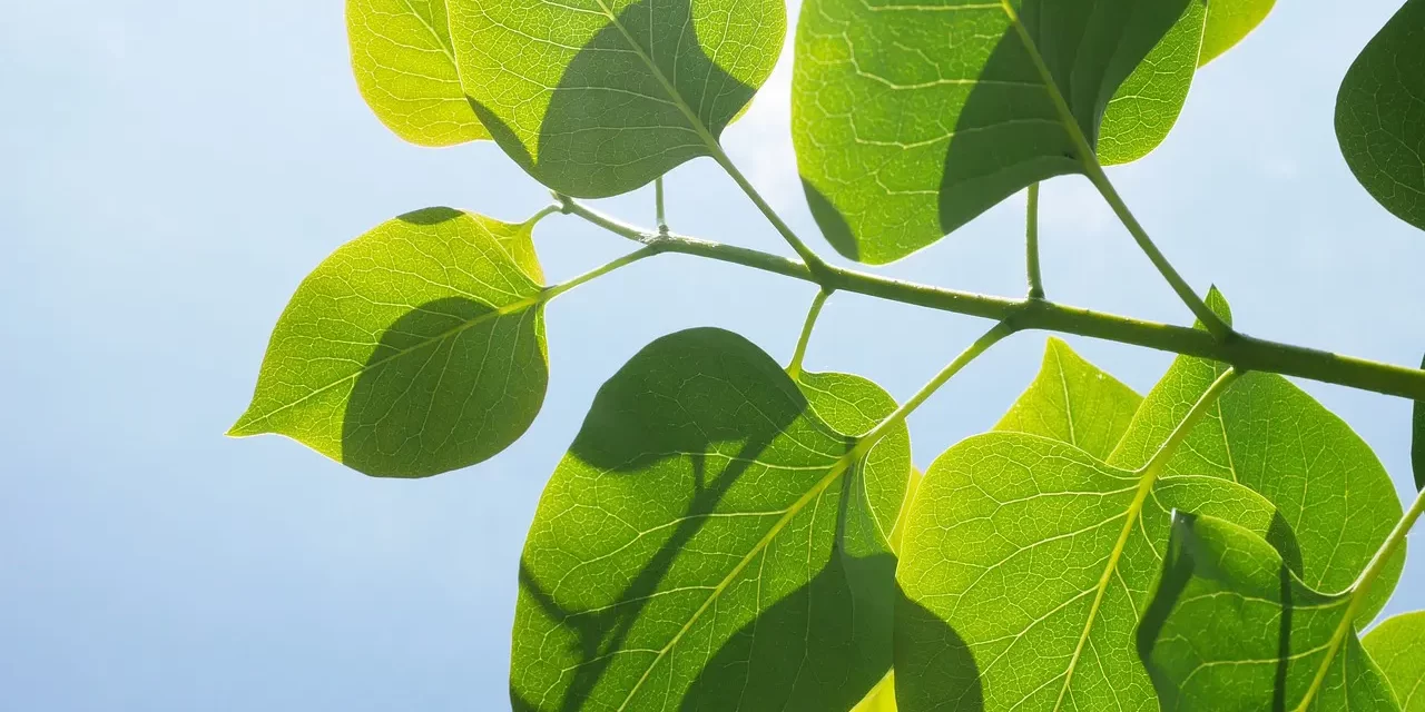 🌟 What Does ‘Of and By Itself’ Mean?: existence nonexistence truth | Master Woo Myung | Santa Clara Meditation