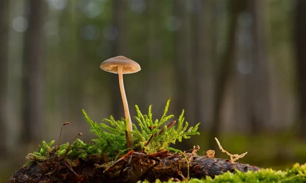 🌅 What Happens When a Person Dies? How Can a Person Live Eternally?: death resurrection truth | Master Woo Myung | Santa Clara Meditation