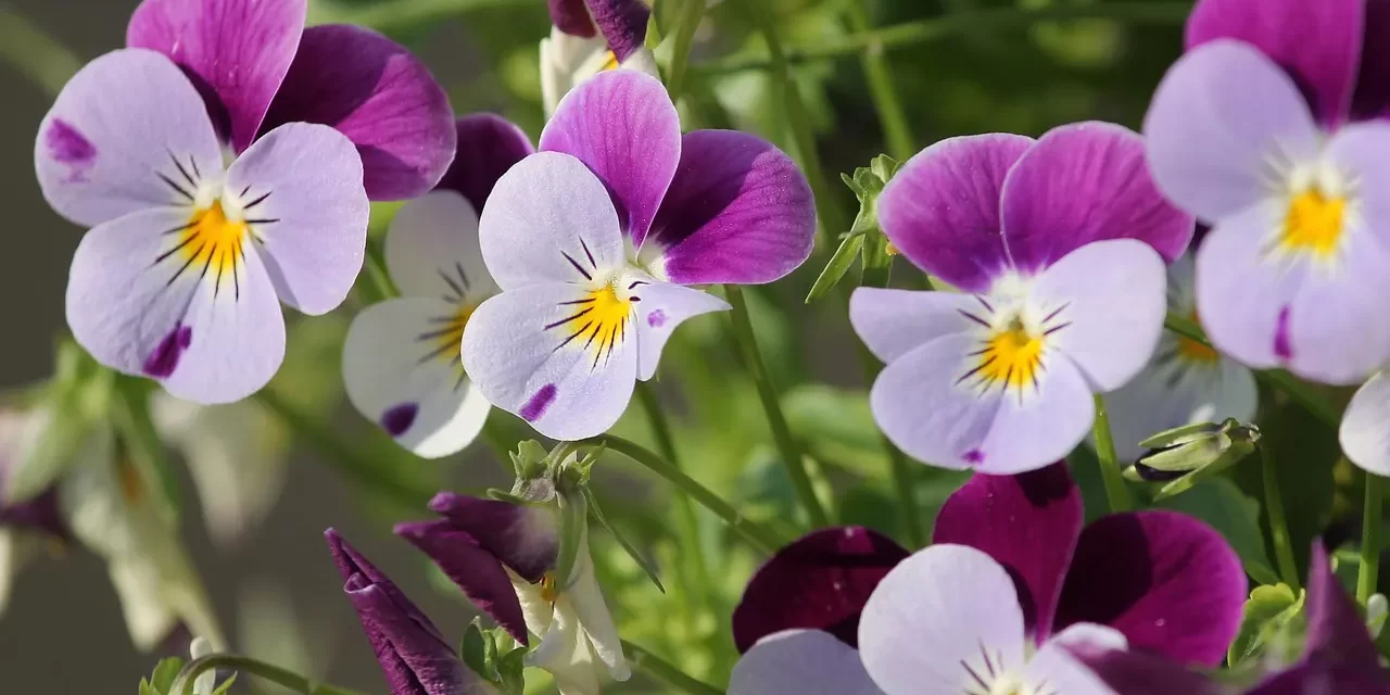 🌌 ETERNAL HEAVEN: BECOMING THE CREATOR, REPENTING SINS, AND LIVING AS THE NEVER-DYING TRUTH | MASTER WOO MYUNG | SANTA CLARA MEDITATION