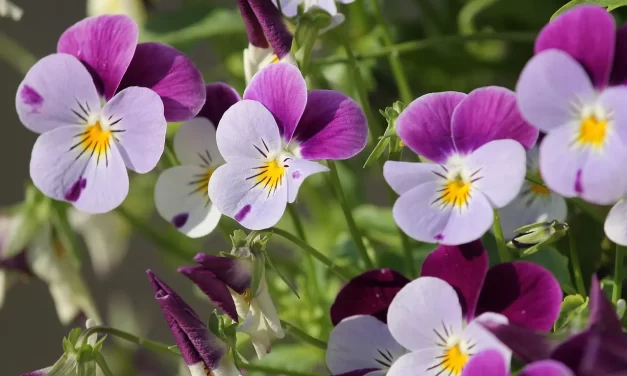 🌌 ETERNAL HEAVEN: BECOMING THE CREATOR, REPENTING SINS, AND LIVING AS THE NEVER-DYING TRUTH | MASTER WOO MYUNG | SANTA CLARA MEDITATION