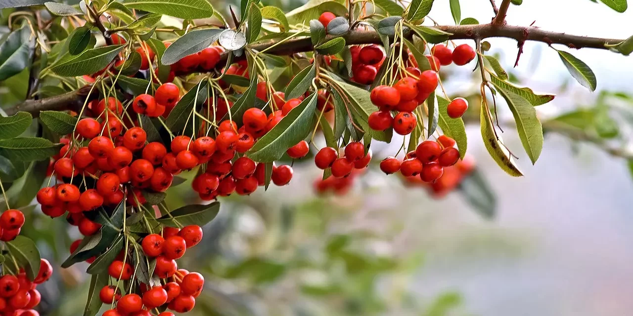 🌿 How to Become Free from Distracting Thoughts and Live in the Present Moment: discard delusions concentration success | Master Woo Myung | Santa Clara Meditation