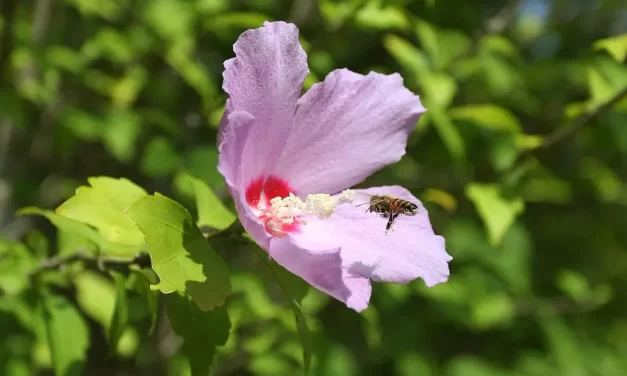 🌍 The Living Eternal World – Preface : World Truth Eternal Life Repentance Wisdom Creator Paradise | Master Woo Myung | Santa Clara Meditation