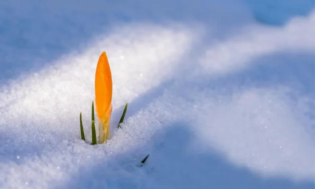 🌸 The Will of Heaven: nature truth freedom awakening | Master Woo Myung | Santa Clara Meditation