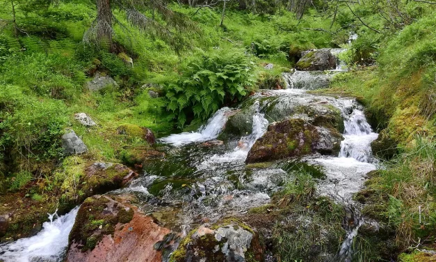 🌊 WHAT IS ‘NATURE’S FLOW’?: LIVING IN UNIVERSAL ORDER, MOVING FORWARD LIKE WATER, AND REACHING COMPLETION | MASTER WOO MYUNG | SANTA CLARA MEDITATION