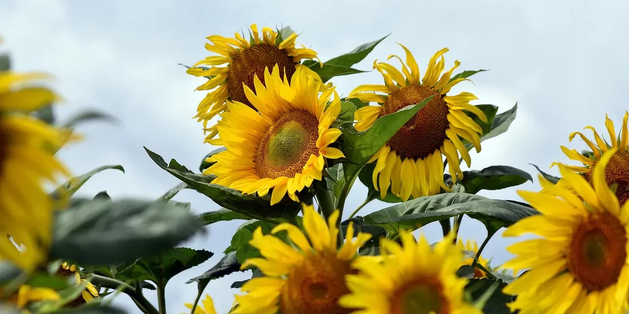 🧘 To Know the World Is One: discard false mind origin truth | Master Woo Myung | Santa Clara Meditation