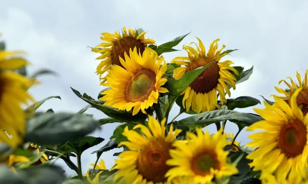 🧘 To Know the World Is One: discard false mind origin truth | Master Woo Myung | Santa Clara Meditation