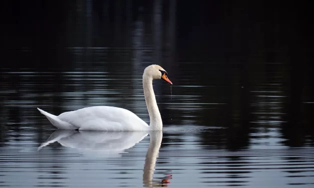 🌞 What Is the Virtue of Yin? : Yin Yang Virtue Life Blessings Ancestors | Master Woo Myung | Santa Clara Meditation