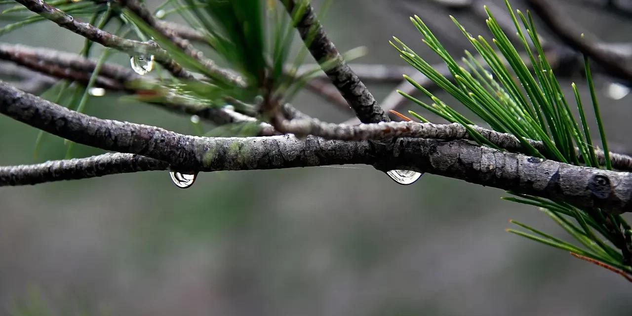 🍃 Nature’s Flow I : Nature Flow Wind Rain Life Without Minds | Master Woo Myung | Santa Clara Meditation