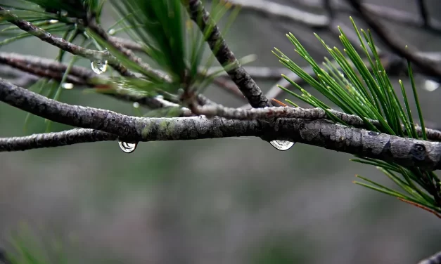 🍃 Nature’s Flow I : Nature Flow Wind Rain Life Without Minds | Master Woo Myung | Santa Clara Meditation