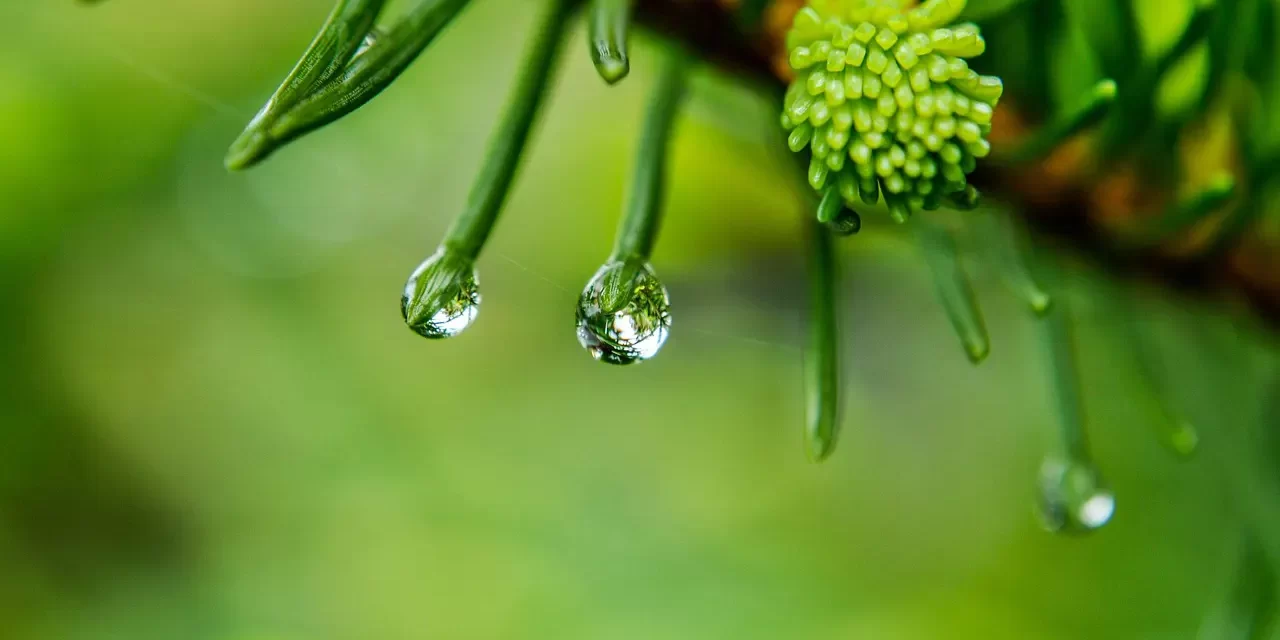 🌦️ CHILDISH LIFE: TRANSCENDING JOY AND SORROW TO DISCOVER TRUE MATURITY IN LIVING | MASTER WOO MYUNG | SANTA CLARA MEDITATION