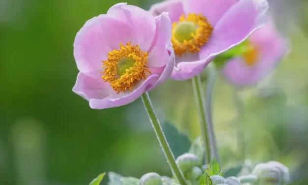 🌸 Flaw: when human desire becomes the flaw of the Universe | Master Woo Myung | Santa Clara Meditation