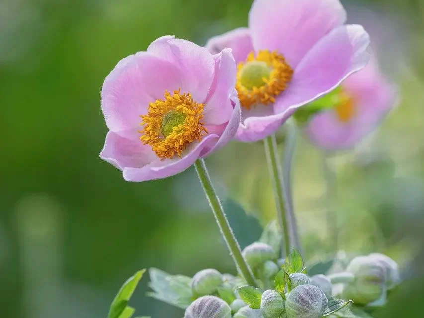 🌸 Flaw: when human desire becomes the flaw of the Universe | Master Woo Myung | Santa Clara Meditation