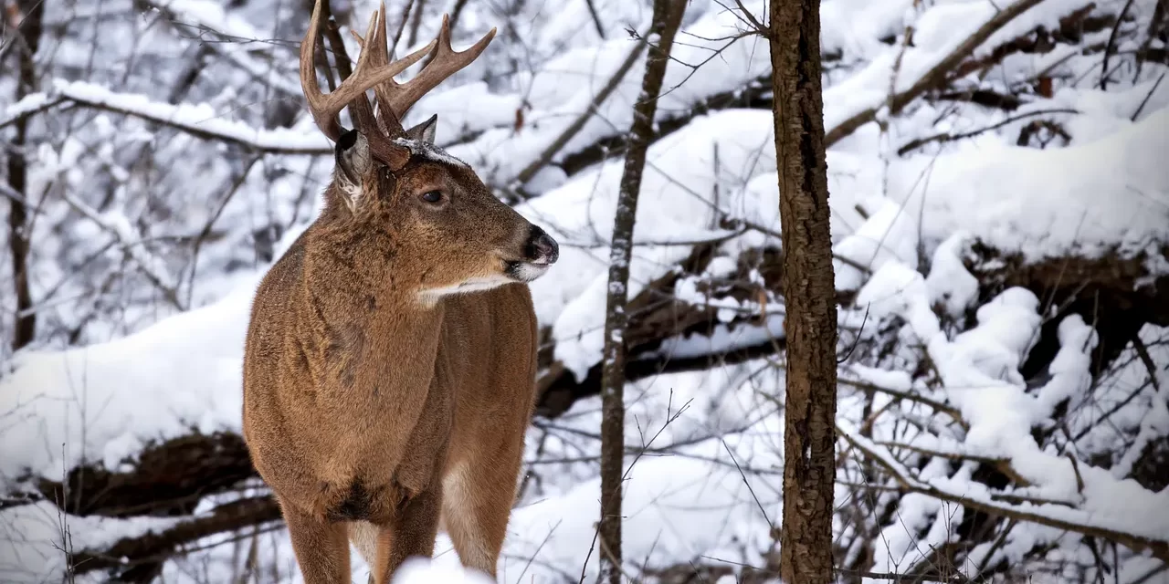 🌅 HOW CAN YOU DIE WHILE LIVING WITHOUT YOUR BODY DYING?: THE SECRET OF TRUE DEATH AND REBIRTH | MASTER WOO MYUNG | SANTA CLARA MEDITATION