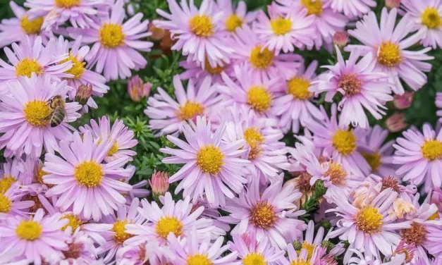 🌼 Do We Need Religion: truth resurrection salvation eternal life | Master Woo Myung | Santa Clara Meditation