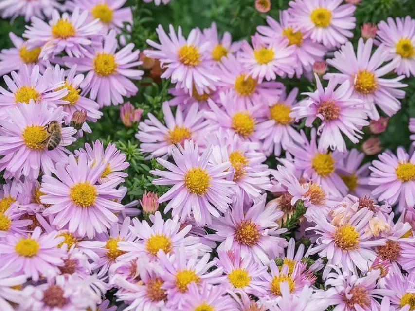 🌼 Do We Need Religion: truth resurrection salvation eternal life | Master Woo Myung | Santa Clara Meditation