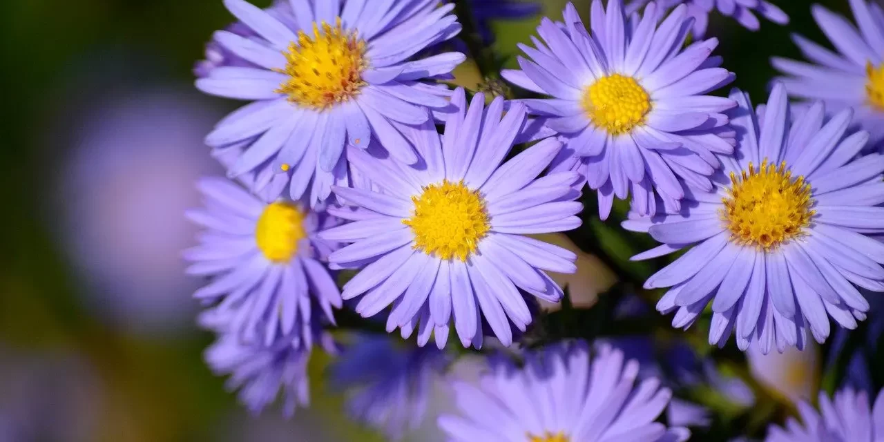 🌅 LIVING: RETURNING TO NATURE’S FLOW AND FREEDOM FROM DELUSION | MASTER WOO MYUNG | SANTA CLARA MEDITATION