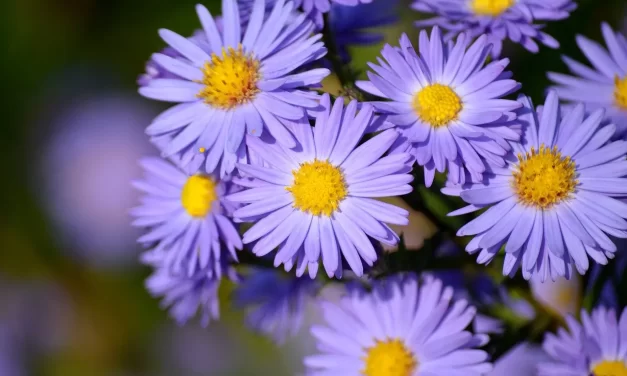 🌅 LIVING: RETURNING TO NATURE’S FLOW AND FREEDOM FROM DELUSION | MASTER WOO MYUNG | SANTA CLARA MEDITATION