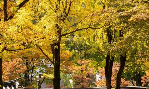 ☁️ KYUK-AM-YU-ROK AND THE SAVIOR: THE KING OF THE CLOUDS, THE TRUE MASTER OF PARADISE, AND EVERLASTING LIFE | MASTER WOO MYUNG | SANTA CLARA MEDITATION