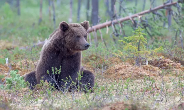 🌠 Those Who Are Unable to Complete the Meditation: True Awakening Beyond the False Self | Master Woo Myung | Santa Clara Meditation
