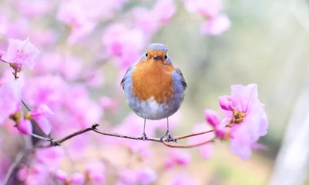 🌞 Accomplishing All, Enlightening Fully, Completion: Becoming the Great Soul and Spirit of Truth | Master Woo Myung | Santa Clara Meditation