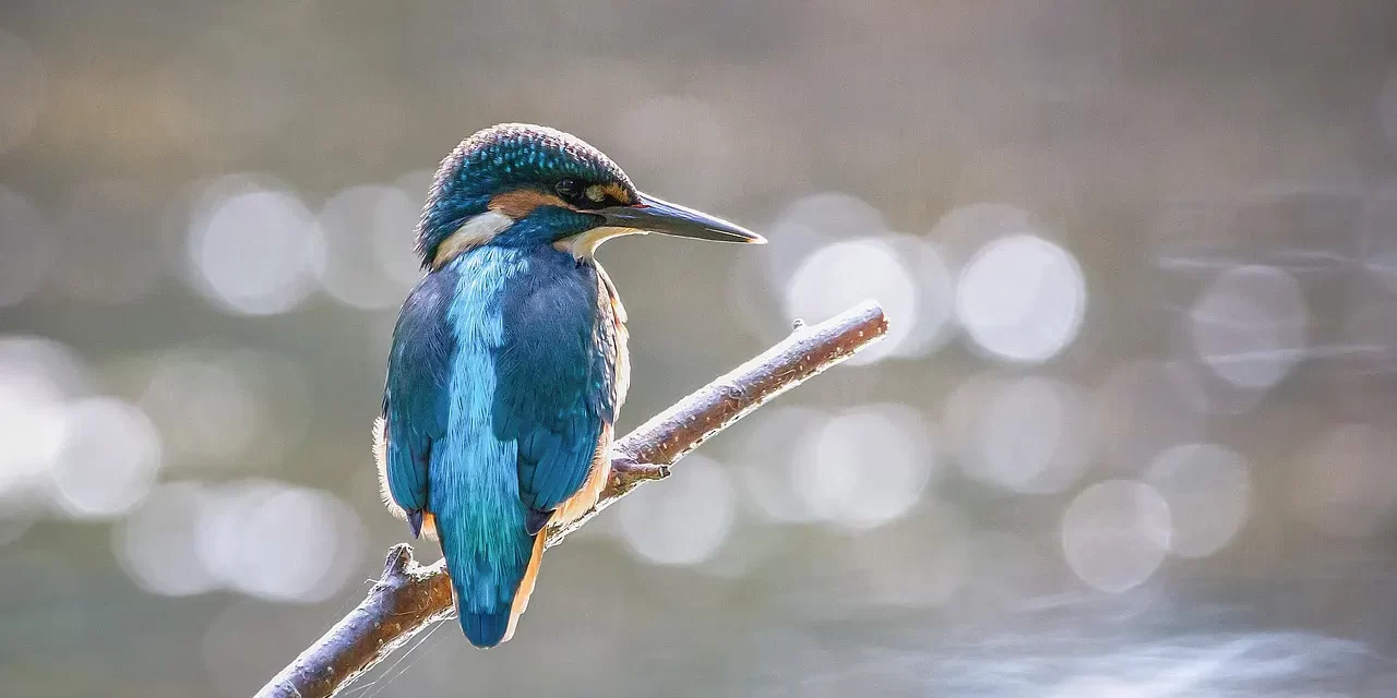 🌅 WHERE MAN CAME FROM, WHY HE LIVES, AND WHERE HE WILL GO: THE PATH TO HUMAN COMPLETION | MASTER WOO MYUNG | SANTA CLARA MEDITATION