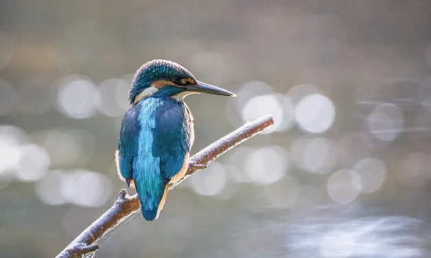 🌅 WHERE MAN CAME FROM, WHY HE LIVES, AND WHERE HE WILL GO: THE PATH TO HUMAN COMPLETION | MASTER WOO MYUNG | SANTA CLARA MEDITATION