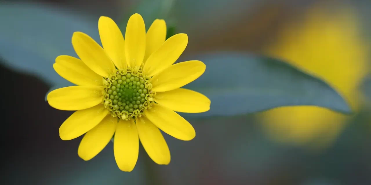 🌠 In Order to Live Forever, One Must Be Born in Heaven While Alive | Master Woo Myung | Santa Clara Meditation