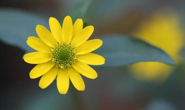 🌠 In Order to Live Forever, One Must Be Born in Heaven While Alive | Master Woo Myung | Santa Clara Meditation