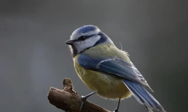 🌑 AGONY: LETTING GO OF THE SELF THAT CREATES BURDENS AND AWAKENING TO FREEDOM IN TRUTH | MASTER WOO MYUNG | SANTA CLARA MEDITATION