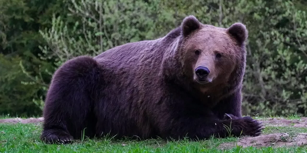 🌄 THE FOUNDING OF THE KOREAN NATION: THE LEGEND OF DAN-GOON AND THE WAY TO TRUTH | MASTER WOO MYUNG | SANTA CLARA MEDITATION