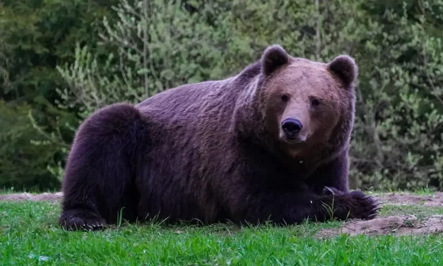 🌄 THE FOUNDING OF THE KOREAN NATION: THE LEGEND OF DAN-GOON AND THE WAY TO TRUTH | MASTER WOO MYUNG | SANTA CLARA MEDITATION