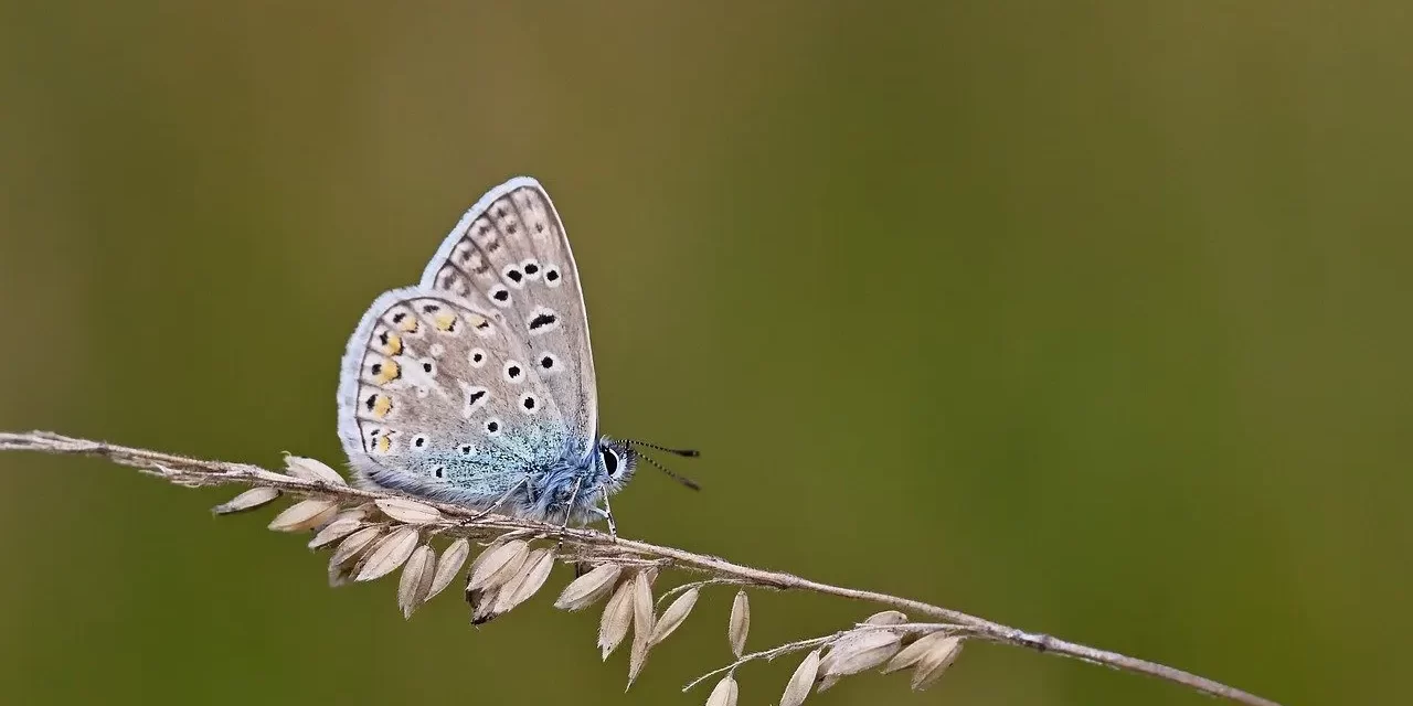 🌞 What Is True? What Is False?: The Meaning of Being Complete | Master Woo Myung | Santa Clara Meditation