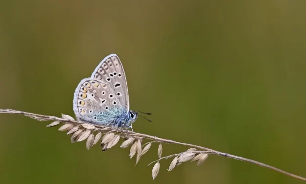 🌞 What Is True? What Is False?: The Meaning of Being Complete | Master Woo Myung | Santa Clara Meditation