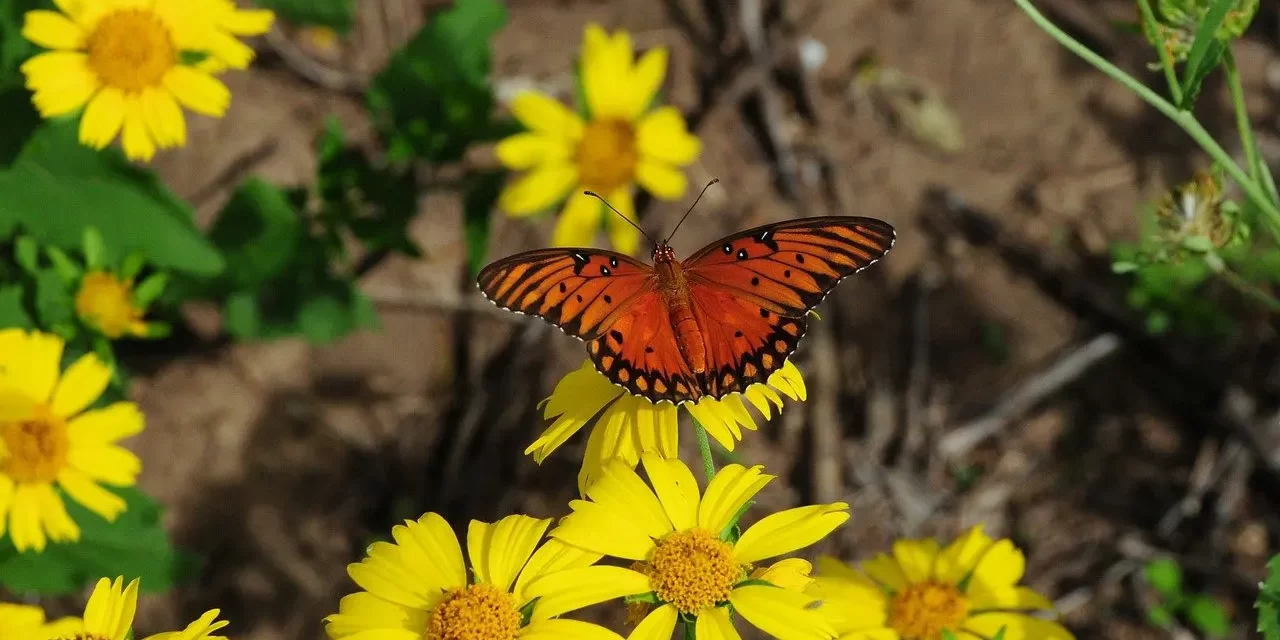🌈 What Is the Purpose of Religion: heaven paradise repentance truth | Master Woo Myung | Santa Clara Meditation