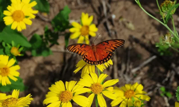 🌈 What Is the Purpose of Religion: heaven paradise repentance truth | Master Woo Myung | Santa Clara Meditation