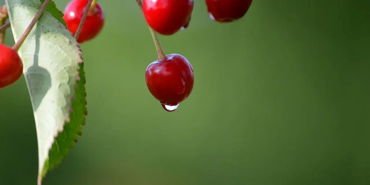 🌷 A Demon: The True Meaning of Evil Within Oneself | Master Woo Myung | Santa Clara Meditation