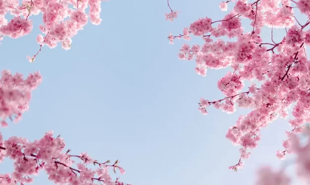 🌌 MY WILL I: MASTER WOO MYUNG ON HEAVEN’S WILL, HUMAN LIFE, AND LIVING WITHOUT WANTS | SANTA CLARA MEDITATION