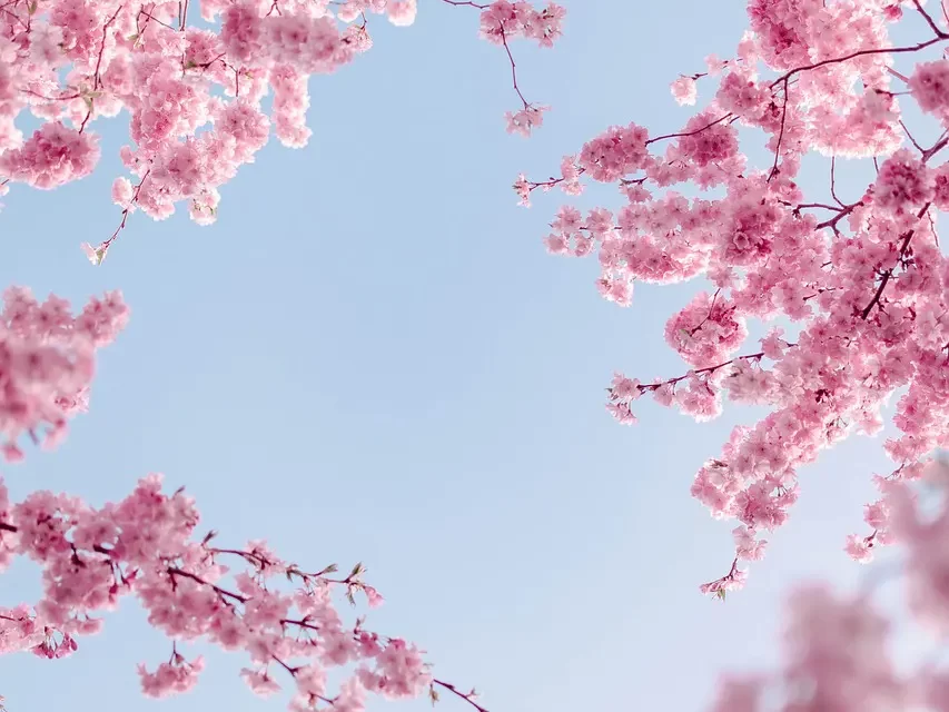 🌌 MY WILL I: MASTER WOO MYUNG ON HEAVEN’S WILL, HUMAN LIFE, AND LIVING WITHOUT WANTS | SANTA CLARA MEDITATION