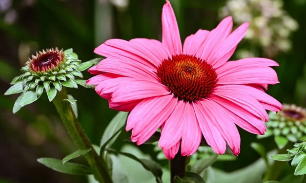 🌌 When One’s Consciousness Becomes That of Truth: The Mind of the Infinite Universe | Master Woo Myung | Santa Clara Meditation