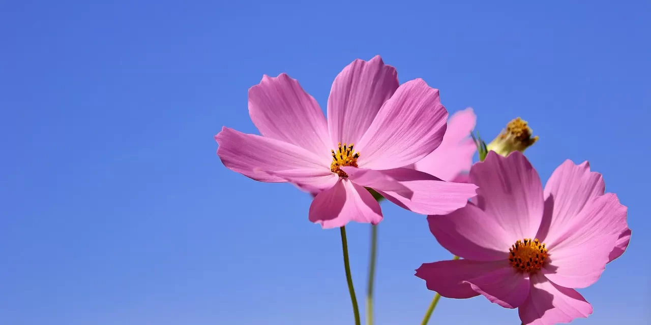 ✨ Falseness and Reality: illusion truth and the origin of existence | Master Woo Myung | Santa Clara Meditation