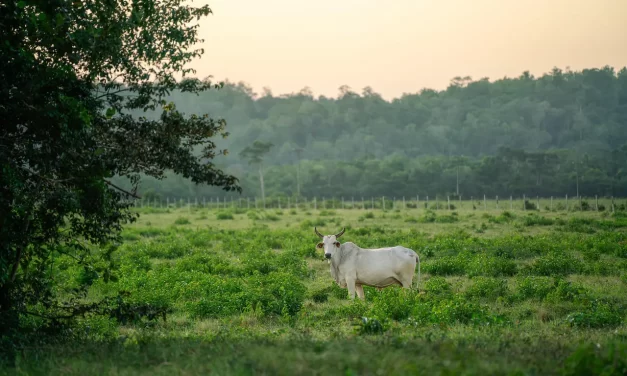🌙 SOLITUDE I: WALKING ALONE IN SILENCE AS ONE FROM HEAVEN UNKNOWN TO THE WORLD | MASTER WOO MYUNG | SANTA CLARA MEDITATION