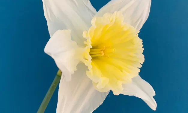 🌿 WHAT CAN I DO TO CLEANSE MY MIND? HOW CAN I CLEANSE MY MIND?: BECOMING THE MIND OF THE UNIVERSE | MASTER WOO MYUNG | SANTA CLARA MEDITATION