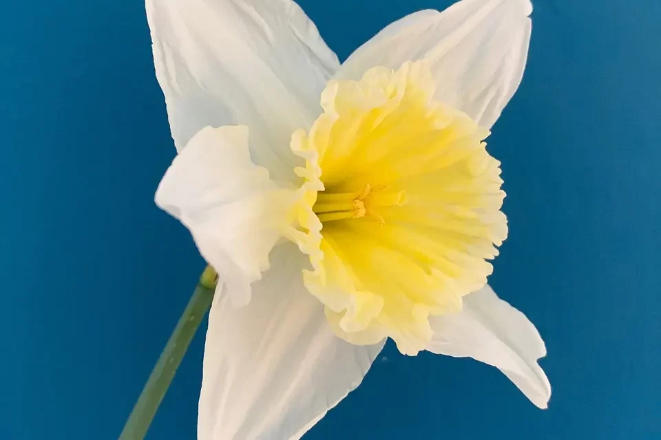 🌿 WHAT CAN I DO TO CLEANSE MY MIND? HOW CAN I CLEANSE MY MIND?: BECOMING THE MIND OF THE UNIVERSE | MASTER WOO MYUNG | SANTA CLARA MEDITATION