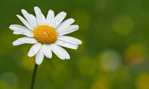 📖 HOW DID NAM SA-GO COME TO WRITE KYUK-AM-YU-ROK?: THE ORIGIN OF A KOREAN BOOK OF PROPHECY | MASTER WOO MYUNG | SANTA CLARA MEDITATION